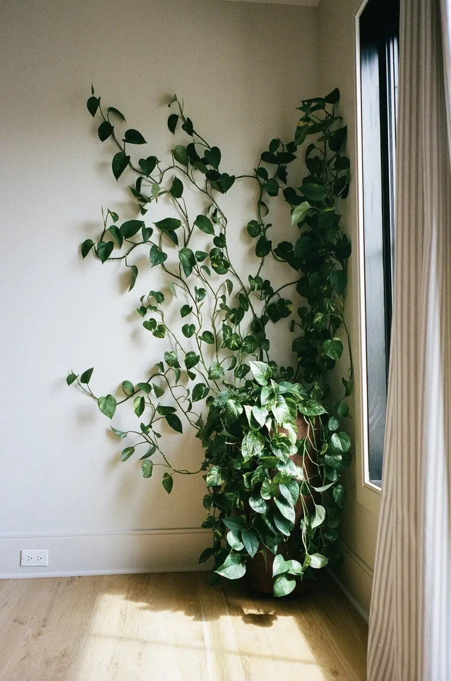 Plant Savvy, Heathers, Nashville, TN