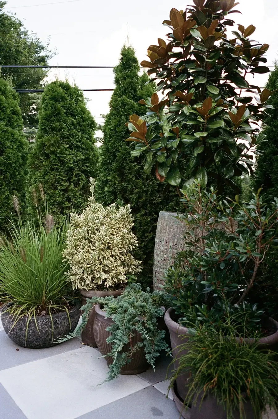 Plant Savvy plant design project, Nashville, TN