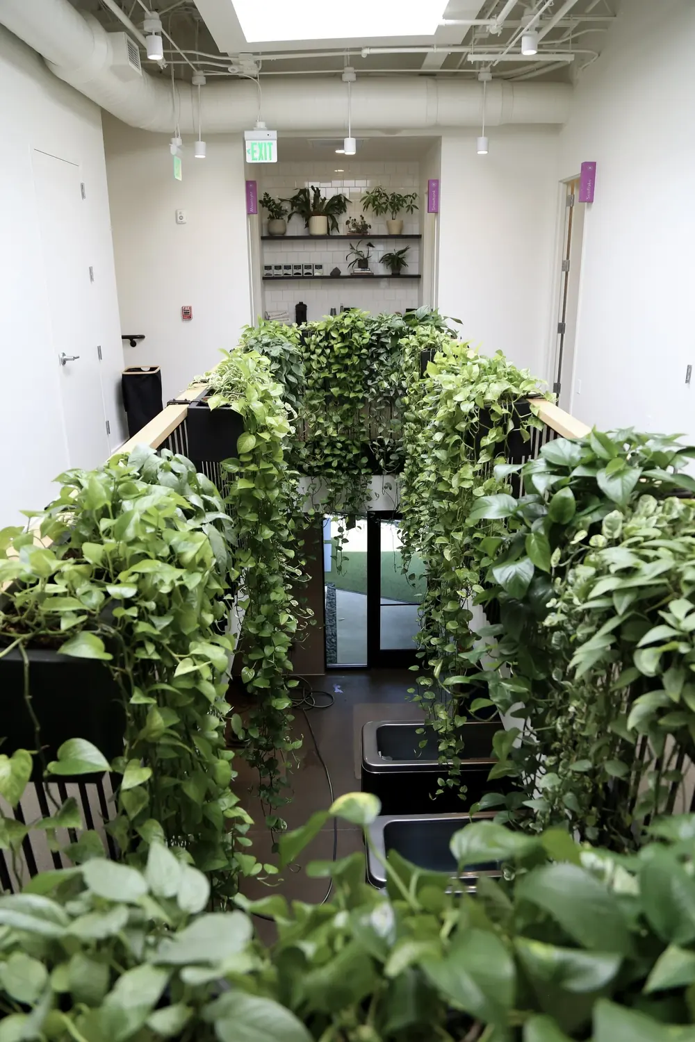 Dense interior plant installation designed by Plant Savvy